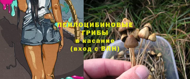 Псилоцибиновые грибы Psilocybe  Людиново 